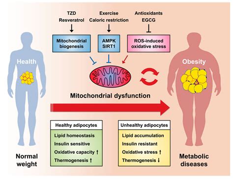 weight mitochondrial dysfunction in obesity